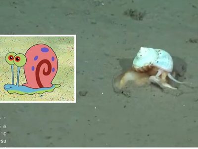 Tras el hallazgo de la “estrella culona”, el CONICET se encontró con “Gary”