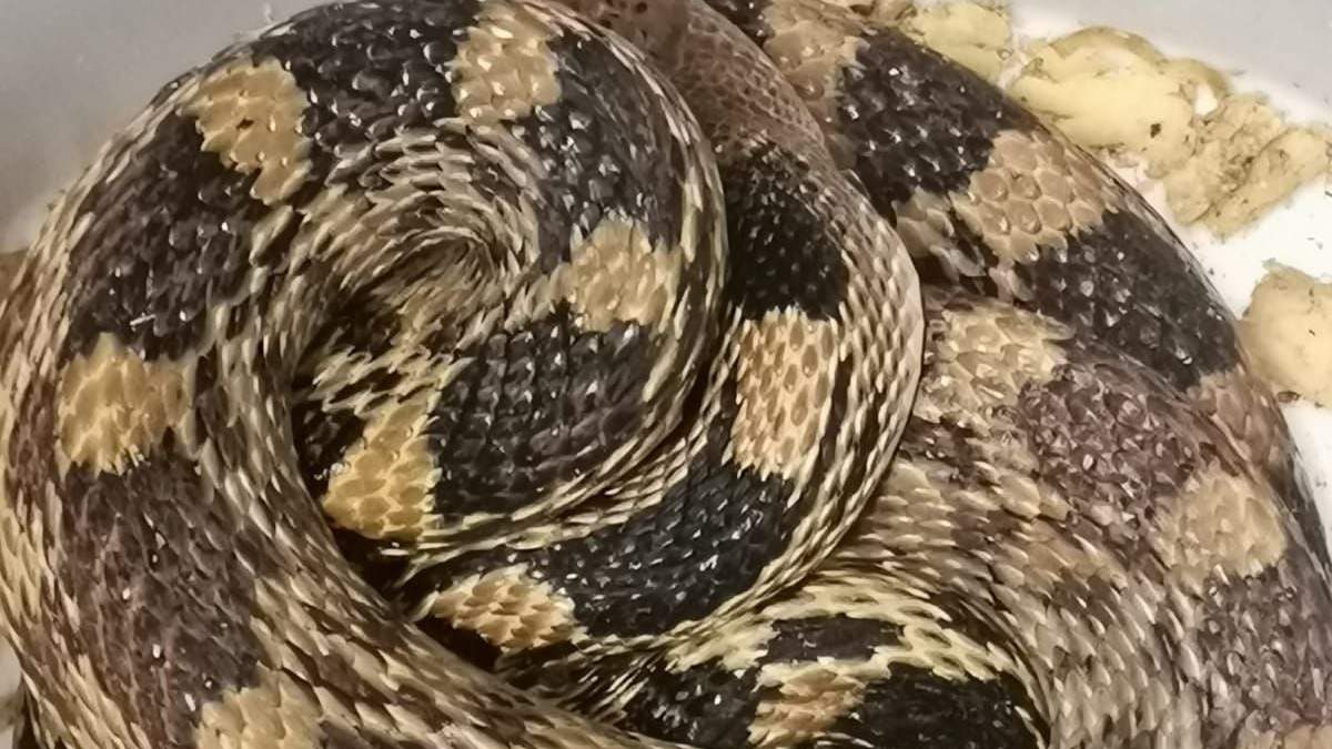 El reptil descubierto en la Línea 1