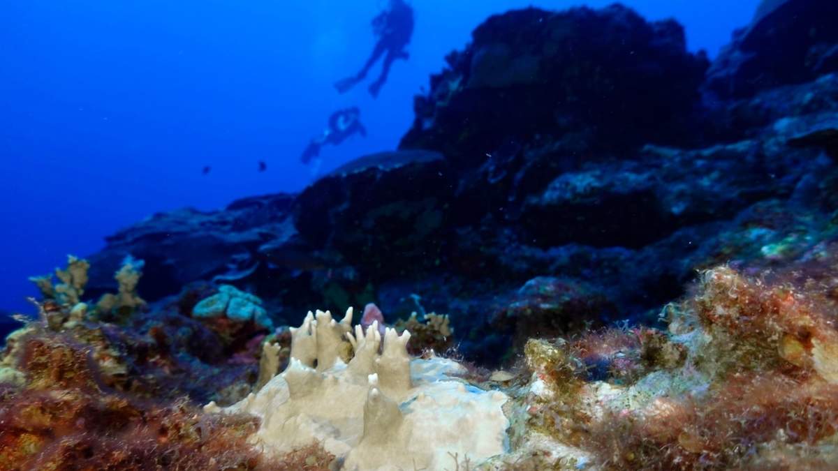 Arrecifes de coral blanqueado, visibles en el Santuario Marino Nacional de Flower Garden Banks, frente a la costa de Galveston, Texas, en el golfo de México, el 16 de septiembre de 2023