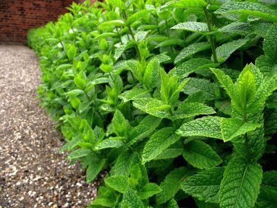 Menta para siempre: la forma más simple de reproducir tu planta y que tenga hojas todo el año