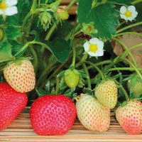 Lo que ocultan los jardineros: el truco para cultivar plantas de frutilla gratis y muy fácil