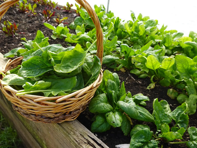 La forma de reproducir eternamente tu planta de espinaca y poder cultivar todo el año