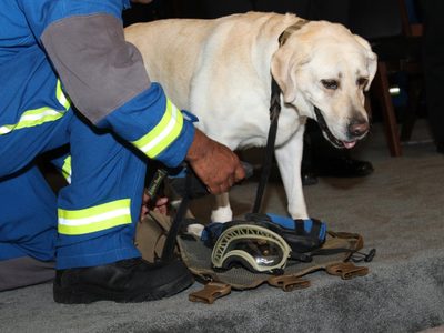 La Semar jubila a Frida, la perrita rescatista del #19S (Video)