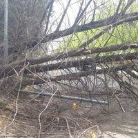 Caída de árboles y postes y voladuras de techos en la capital por el temporal