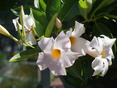 La planta de verano con flores blancas que le dará un toque único a tu jardín en los días de sol