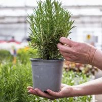 El alimento que tenés en la alacena y que te ayudará a enraizar tu planta de Romero de forma fácil y efectiva