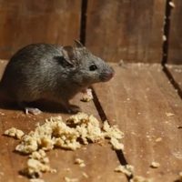 Chubut confirmó el fallecimiento de una adolescente por hantavirus
