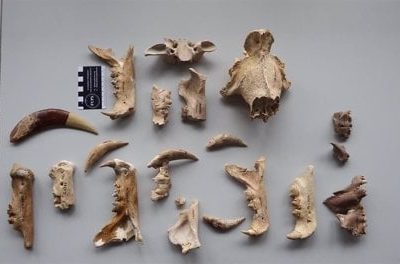 Descubren dos nuevas especies de tigre dientes de sable de hace 5 millones de años en Sudáfrica