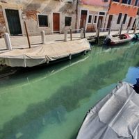 Para la reflexión: agua limpia, peces y cisnes en Venecia