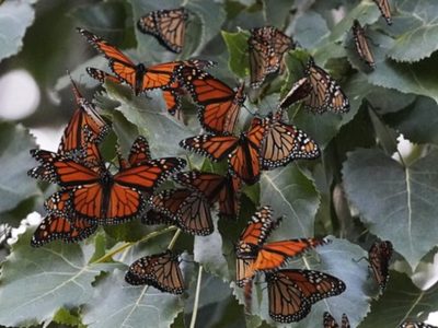 EU planea declarar a las mariposas monarca como especie amenazada