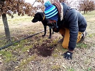 Una caza de trufas online para conocer una producción argentina gourmet