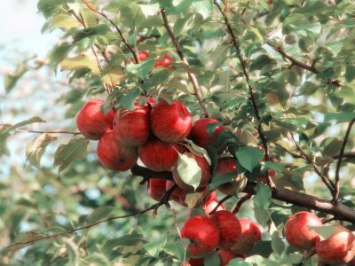 Tener tu propio árbol de manzanas es posible con este truco de los viveristas que no falla