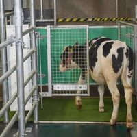 Enseñan a las vacas a usar letrinas para contribuir a la reducción de emisiones contaminantes