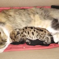 El cachorro de puma que sobrevivió a la Ruta 40 se recupera gracias a la adopción de una gata doméstica