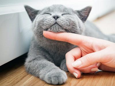 Día del Animal: por qué se celebra hoy en Argentina y no en el resto del mundo