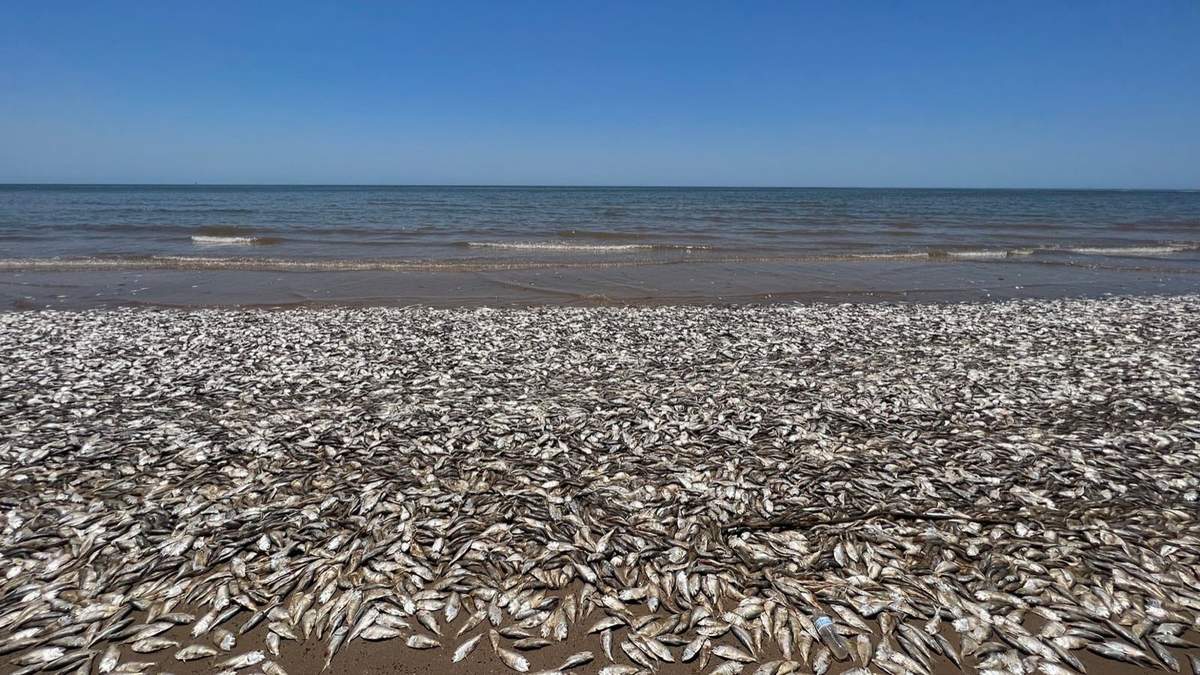 Cientos de miles de peces muertos