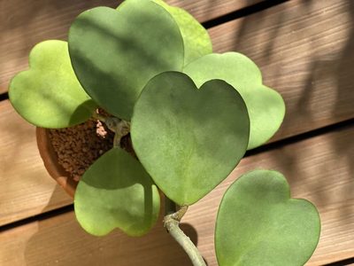 La suculenta con un detalle original y llamativo, especial para regalar en San Valentín
