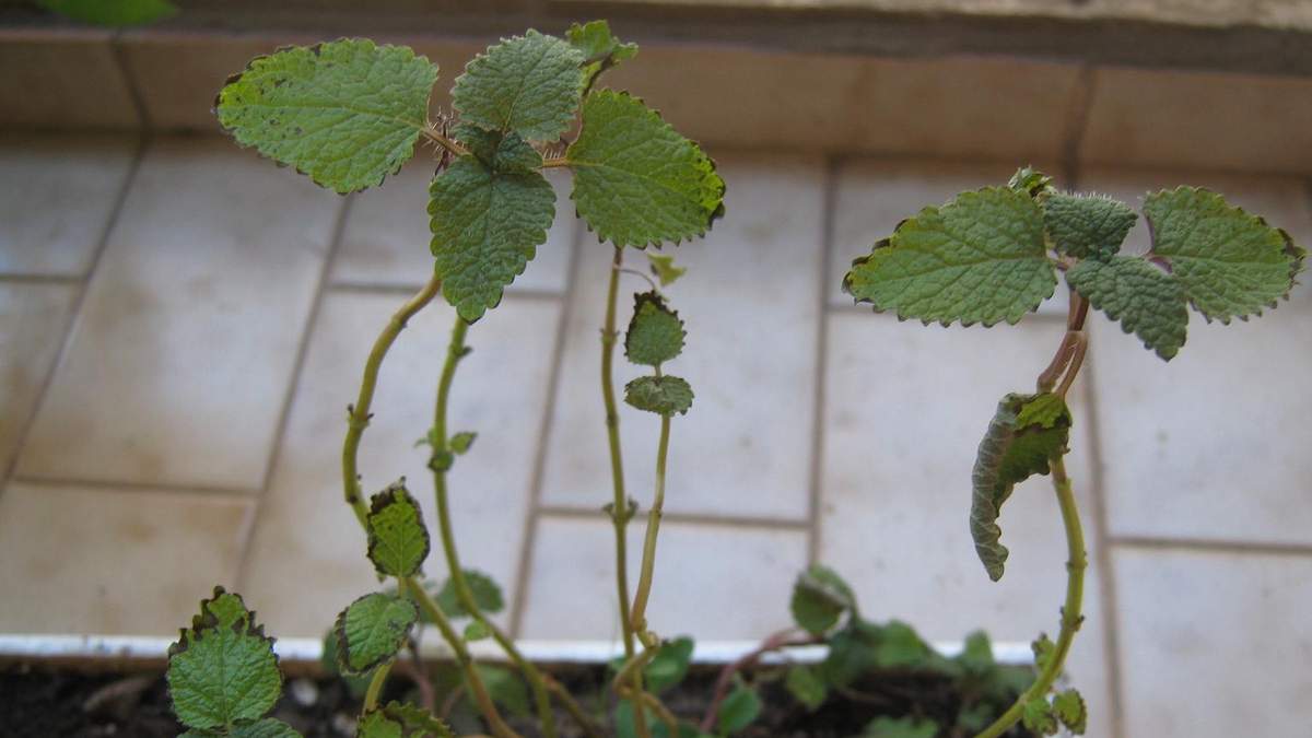 Menta. Fuente: (X)