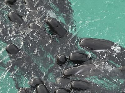 Cerca de 100 ballenas piloto quedan varadas en playa de Australia; alrededor de la mitad han muerto
