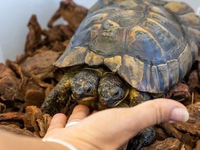 Increíble: Janus, la tortuga de dos cabezas, cumplió 25 años