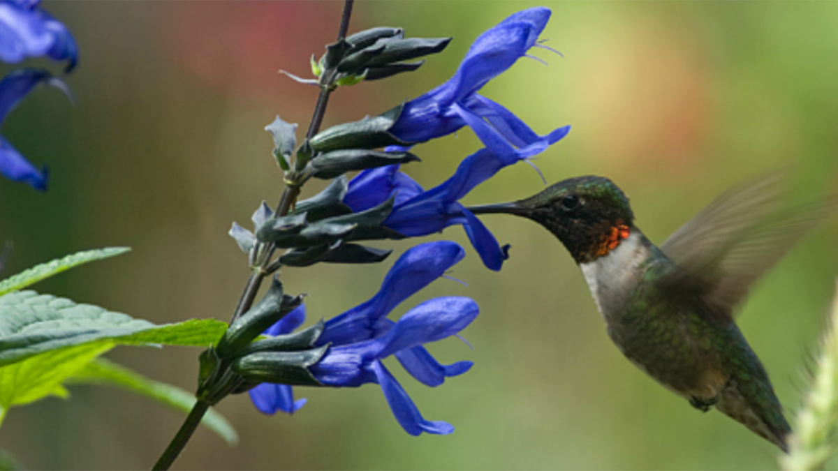 Colibrí. Fuente: (Instagram)
