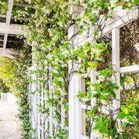 Hermosas y de rápido crecimiento: 3 plantas trepadoras con hojas todo el año para tapar esa pared fea