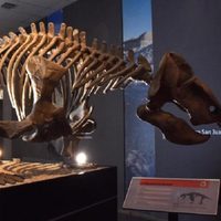 Hallazgo paleontológico: encuentran en Ischigualasto un dinosaurio que vivió hace 230 millones de años