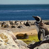 Cada noviembre se lanza la temporada de verano en el paraíso de Puerto Deseado