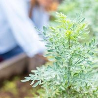 Las plantas que crecen muy rápido, son fáciles de cuidar y mejoran la calidad de vida de todos en casa