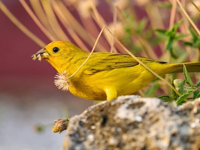Ni el zorzal ni la calandria: cuál es el pájaro más escuchado en Argentina