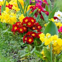 No tires los clavos oxidados y utilizalos de esta forma para que tus plantas se llenen de flores y se vuelvan rozagantes