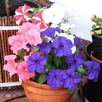 La hermosa planta compacta que transforma tus macetas en un estallido de color y sin esfuerzo