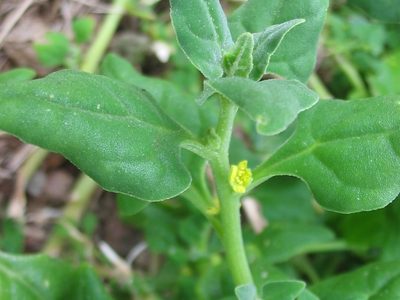 No dejes que termine el verano sin sembrar en tu huerta esta planta de sol, comestible y súper útil