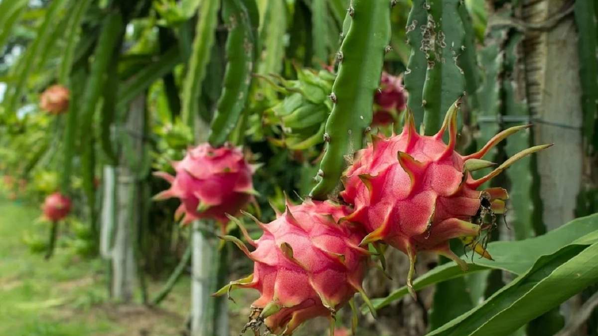 Planta. Fuente: (Instagram)