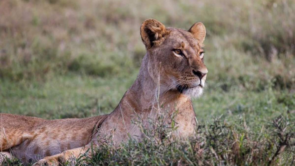 Una niña de 14 años muerta por el ataque de una leona en Kenia