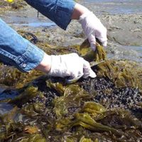La Universidad Nacional de la Patagonia producirá fideos de algas