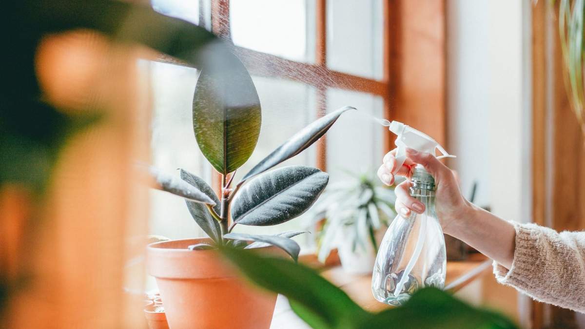 Plantas. Fuente: (Instagram)
