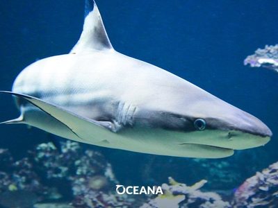 Exigen a México y EU cumplir sus compromisos del T-MEC para proteger los océanos