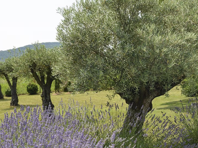 El árbol de la buena suerte que sobrevive con pocos cuidados y crece incluso en los lugares más difíciles