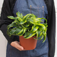 La hermosa planta pequeñita que casi no tenés que cuidar y es tendencia en decoración