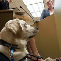 Entrenarán perros en el Reino Unido para que identifiquen casos de coronavirus