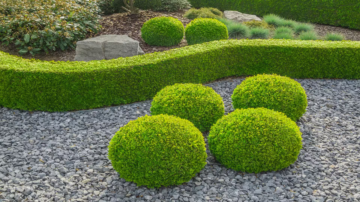 Buxus. Fuente: (Instagram)
