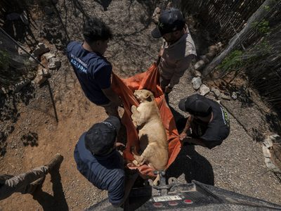 Tigres, jaguares o elefantes también huyen de la violencia de los cárteles