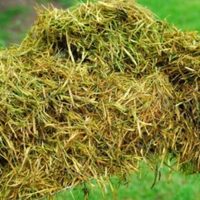 No tires el pasto recién cortado: mirá cómo podés darles vida a todas las plantas de tu jardín