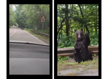 Causa sensación oso que “agradece” a automovilista por cederle el paso (Video)