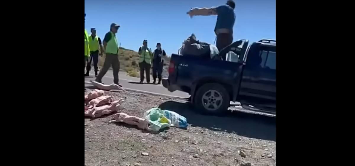 El hombre desparramó los lechones y luego los aplastó. Fuente (captura de video La Voz del Neuquén)