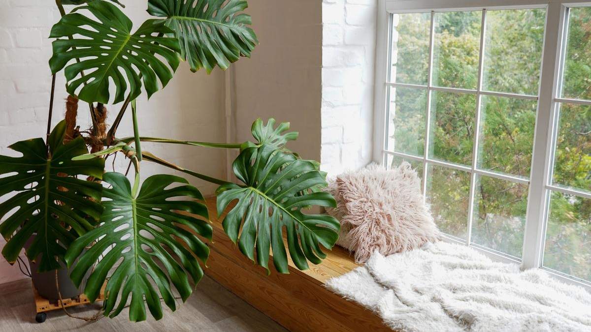 Plantas. Fuente: (X)