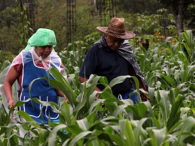Envejecimiento de campesinos pone en riesgo la autosuficiencia alimentaria de México