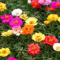 Belleza tropical: la suculenta que parece de seda y que vas a querer tener en tu living