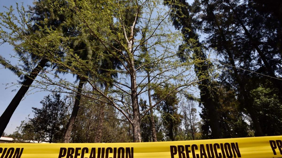 El nuevo ahuehuete que llegará a Paseo de la Reforma